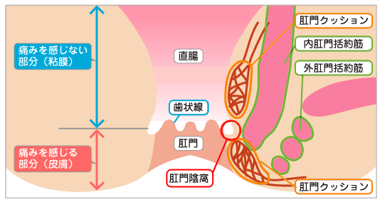 肛門科